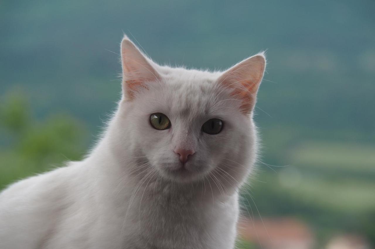 Ferienwohnungen Luggin Caldaro Buitenkant foto